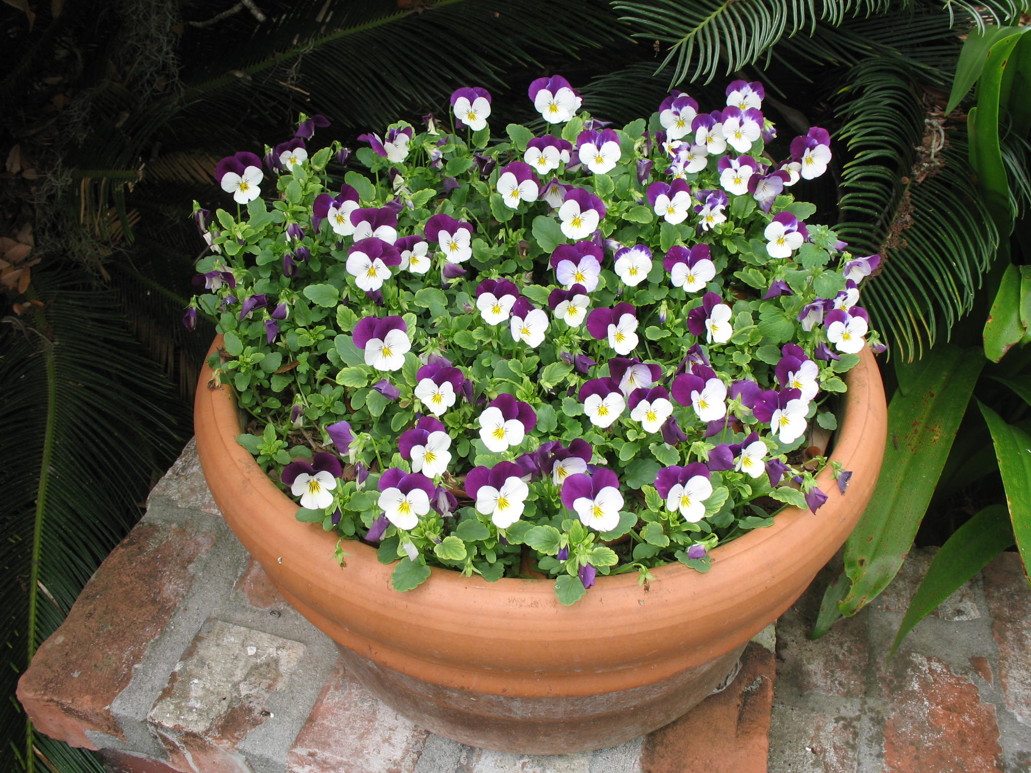Online Plant Guide Viola tricolor / Johnny JumpUp